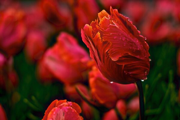 Красные тюльпаны после дождя
