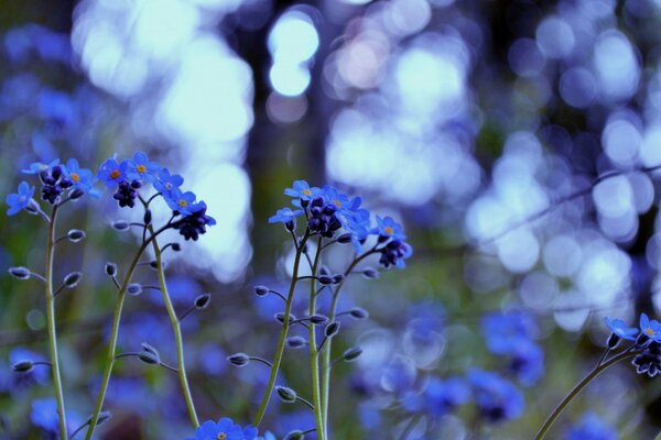 Photos of blue forget-me-nots on the background of glare