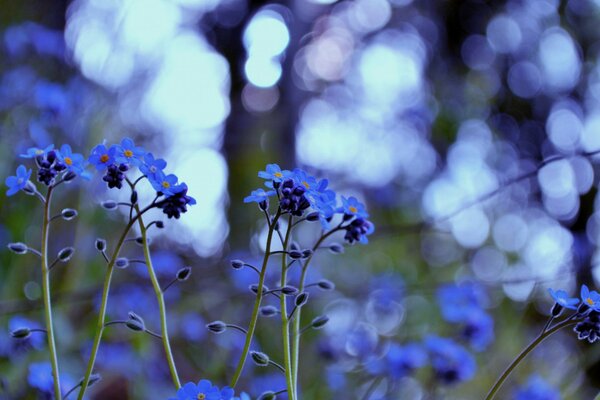 Photo de Myosotis bleus sur fond de reflets