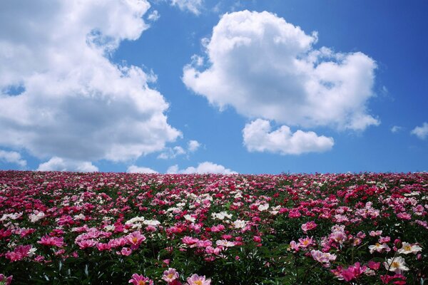 Blumenfeld an einem Sommertag