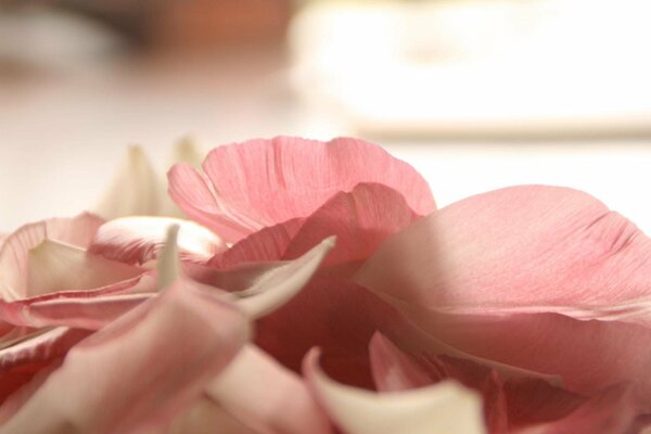 Los pétalos de una rosa que hace ama no ama