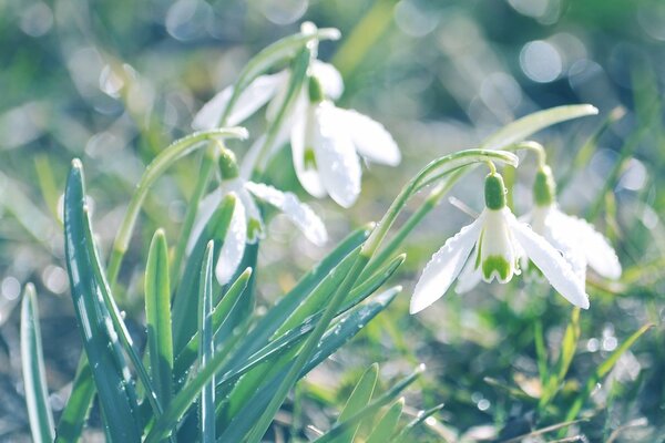 Die ersten Blumen blühen wie Zärtlichkeit selbst