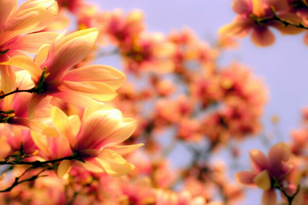 Helle Blütenblätter einer blühenden Magnolie auf einem verschwommenen Hintergrund