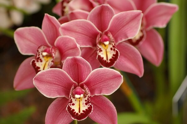 Orquídea de primavera con pétalos de rosa