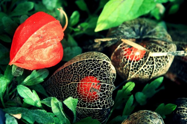 Physalis Blumen in einer Schachtel