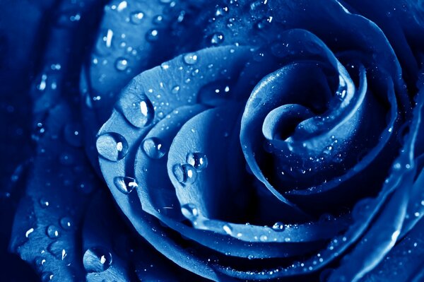 Blaue Rose mit Tautropfen