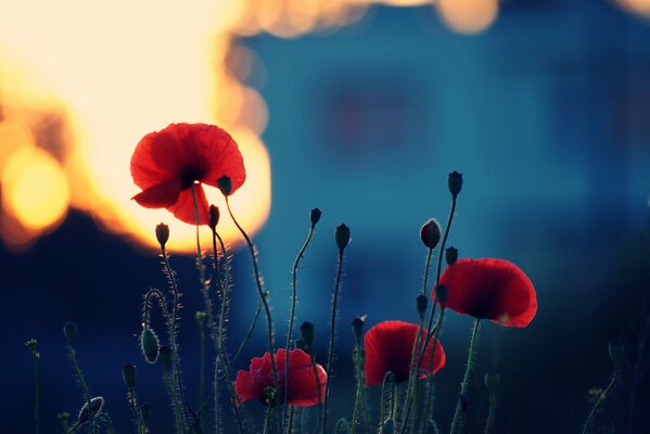 Amapolas en el fondo del cielo nocturno