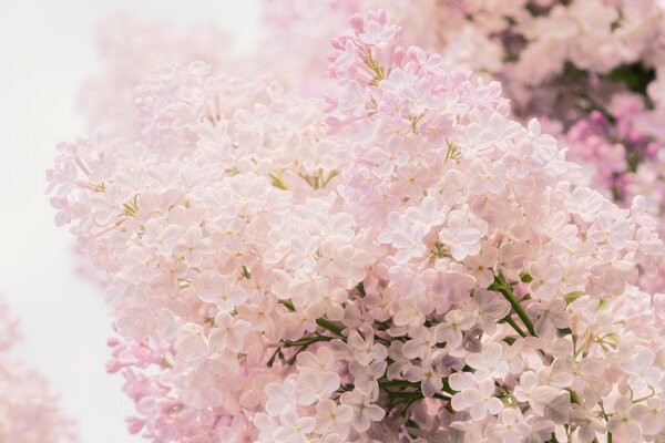 Delicate pink lilac flowers macro