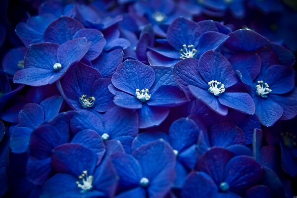 Juicy blue from huge flowers