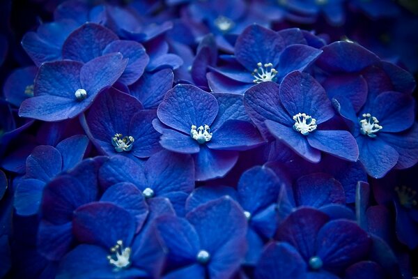 Bleu juteux de fleurs énormes