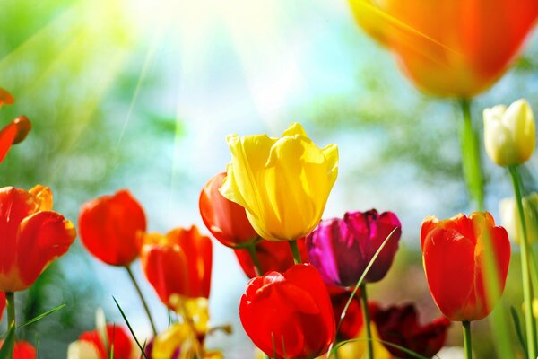 Bourgeons de tulipes multicolores sur une journée de printemps