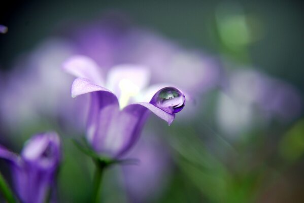 A dewdrop on a lilac bell