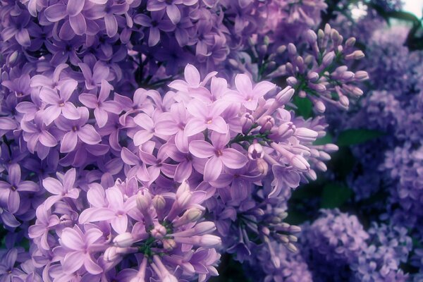 Lilas lumineux éblouissant fleuri au printemps