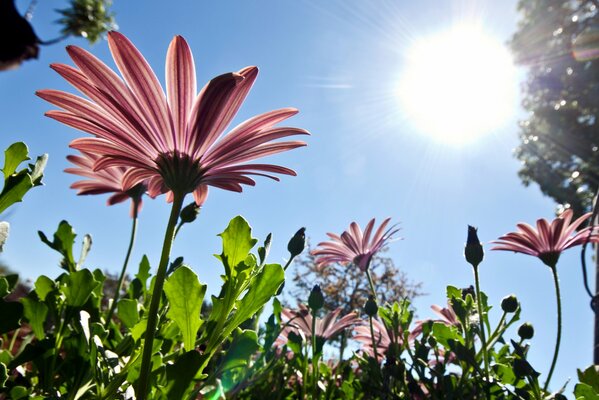 Frühlingsrosa Blüten in der Sonne