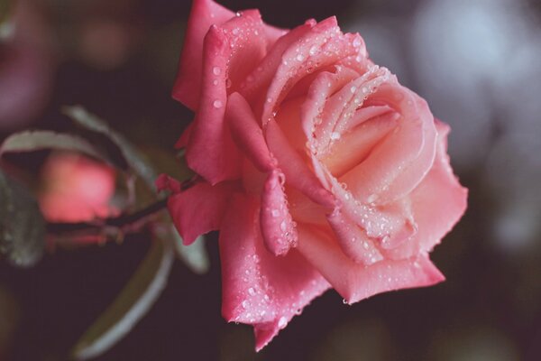 Rose écarlate couverte de gouttes de rosée