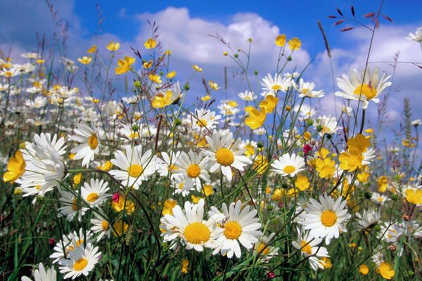 Daisies on the crown of the sky and clouds