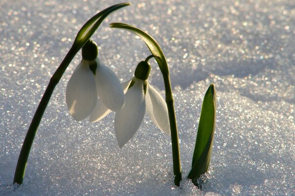 Glänzender Schnee mit den ersten Knospen