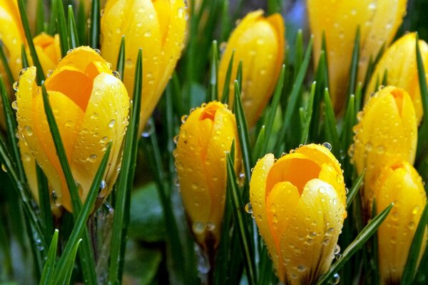 Gelbe Knospen von Krokussen im Tau