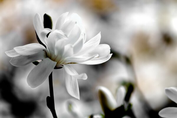 Flor de Magnolia blanca macro tiro