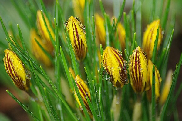 Boccioli di fiori di croco con gocce di rugiada