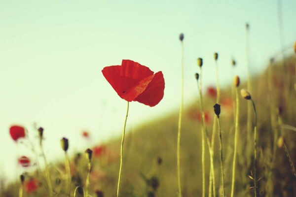 Red poppy flower in the field