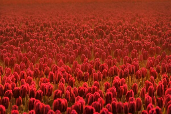 Ein helles und schönes Feld von roten Tulpen