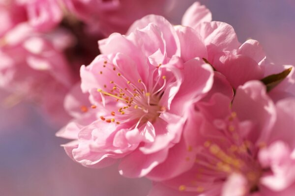 Flor de Sakura rosa brillante sobre fondo borroso