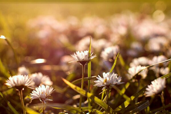 A glade of wonderful daisies at dawn