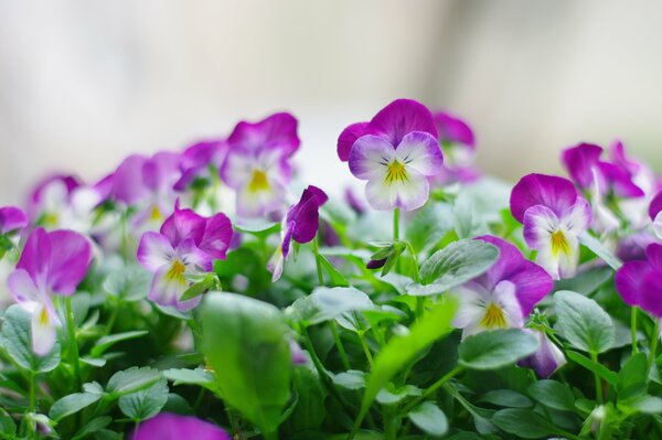 Stiefmütterchen Blumen im Frühling