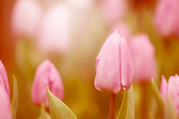 Frühling rosa Tulpen auf verschwommenem Hintergrund