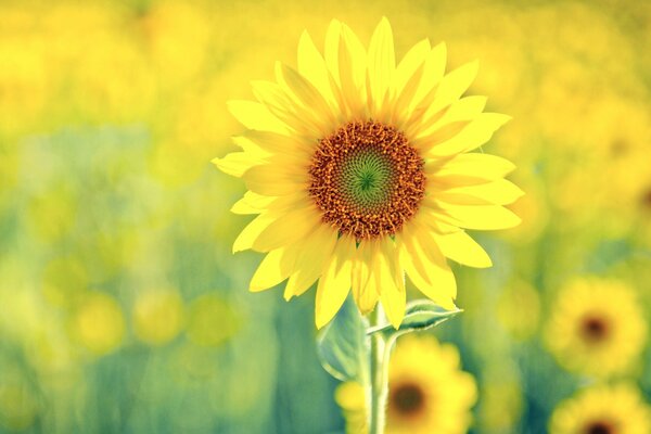 Champ de tournesols jaunes dans le champ