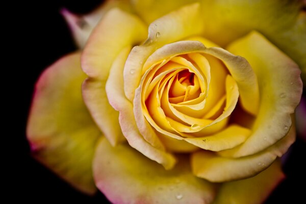 Yellow rose with dew drops