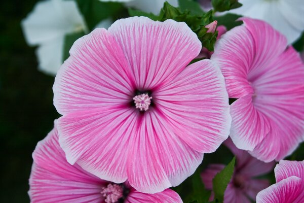 Delicate pink flowers macro