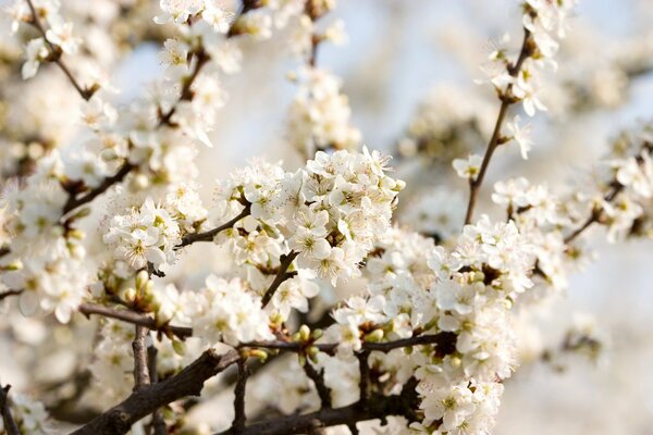 Weiße Kirschblüte im Frühling
