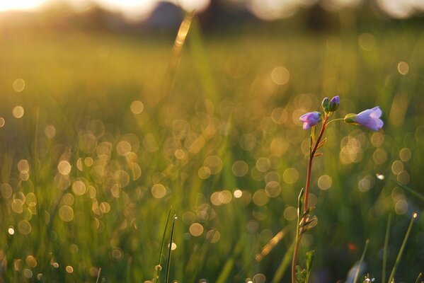 Dew drops on summer grass