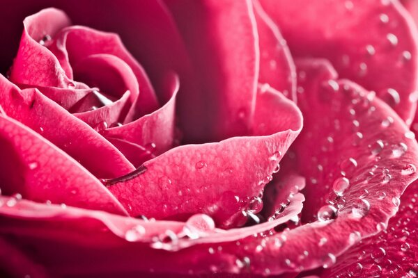 Dew drops on rose petals