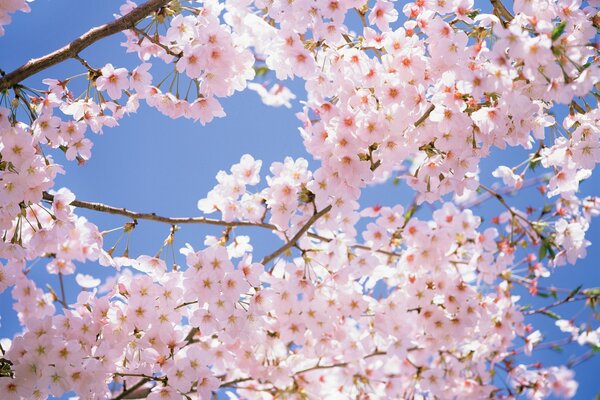 Schöne blühende Sakura im Sonnenlicht