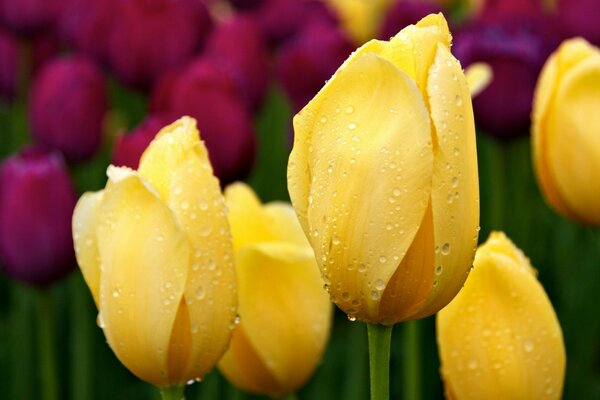 Rocío del amanecer en los brotes de tulipán