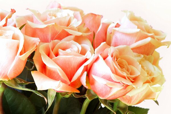 Bouquet of fresh peach roses