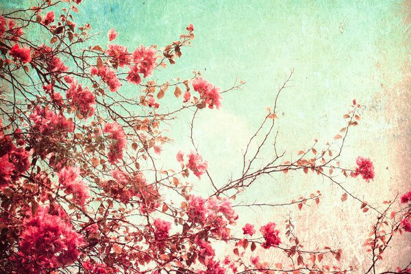 Photo Vintage d un arbre en fleurs