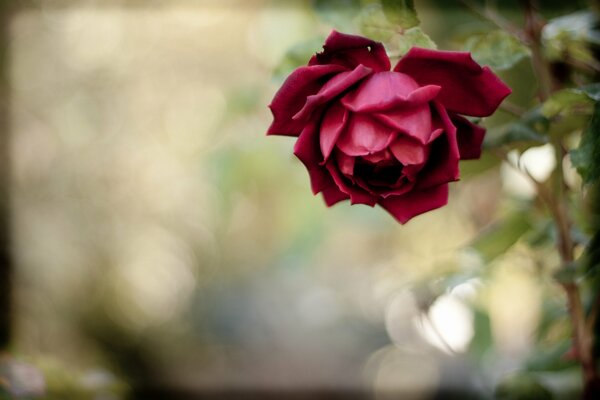 Flor de rosa roja sobre fondo borroso