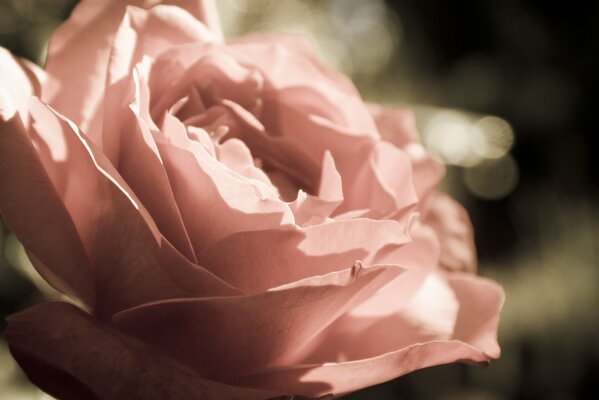 Die Blüten und die Rosenknospe sind ausgezeichnet