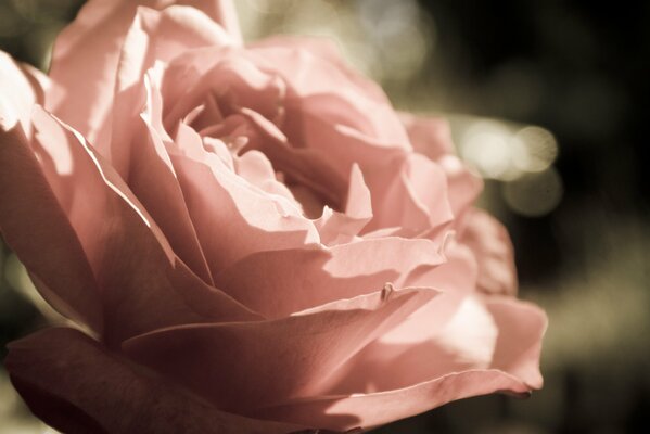 Kwiaty i pączek róży są świetne