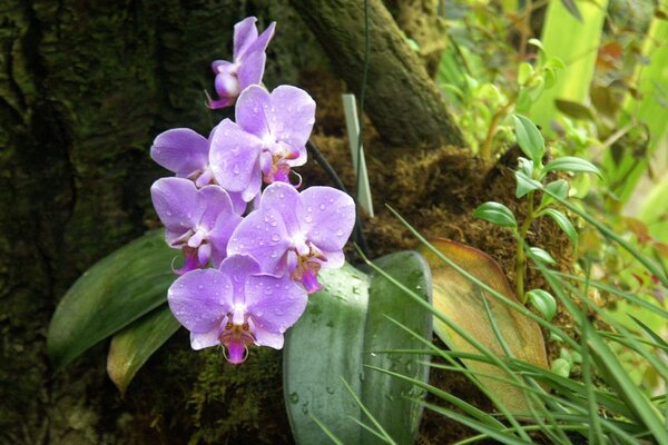 Foto di orchidea lilla nella foresta con gocce di rossa