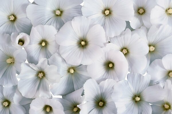Carpet of white lavater flowers