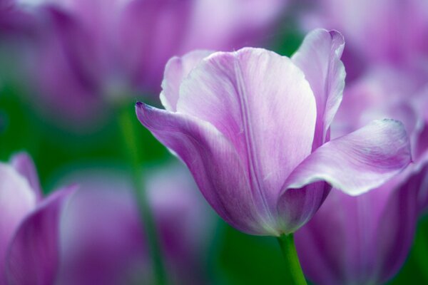 One purple tulip in the field