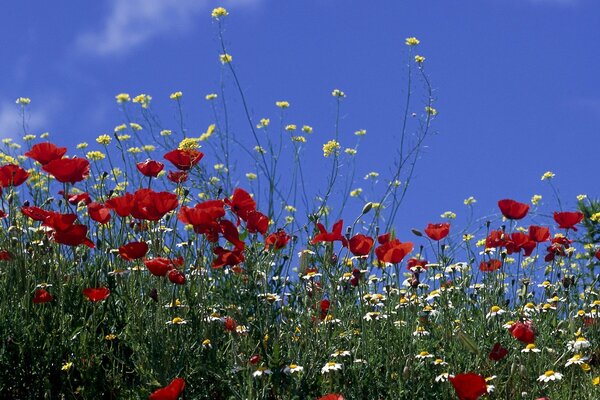 Amapolas y margaritas contra el cielo azul