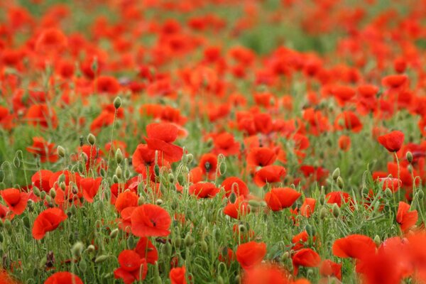 A whole field of blooming red poppies