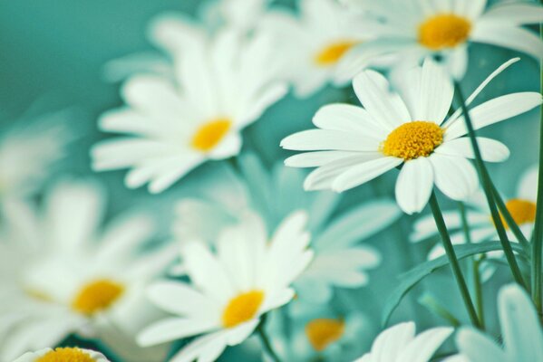 Marguerites blanches avec des pétales sur fond vert