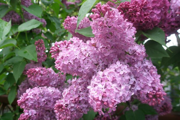 Photo of pink lilac with green leaves